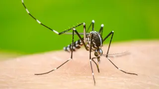 ২৪ ঘণ্টায় ডেঙ্গুতে সাতজনের মৃত্যু, নতুন ভর্তি ৮৬০